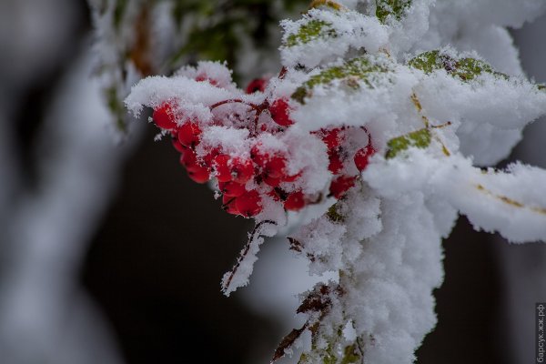 Первый снег картинки красивые необычные
