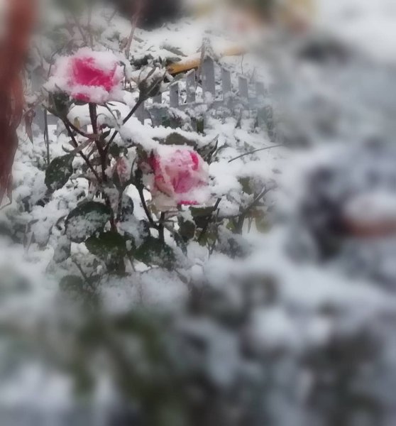 Выпал снег фото