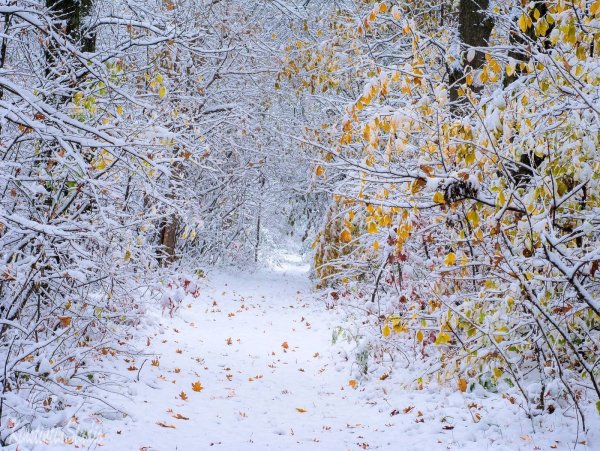 Первый снег фото