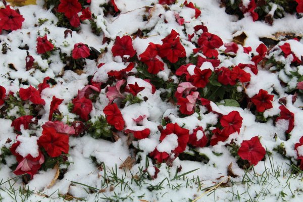 Если на петунью выпал снег