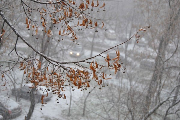 Ноябрьский снежок