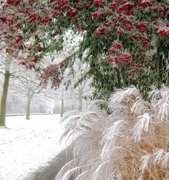 Первый снег