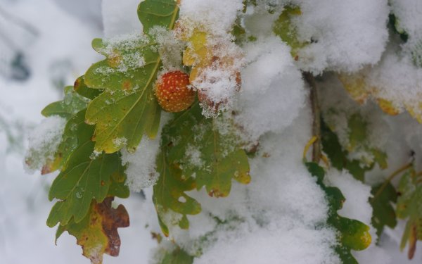 С началом зимы