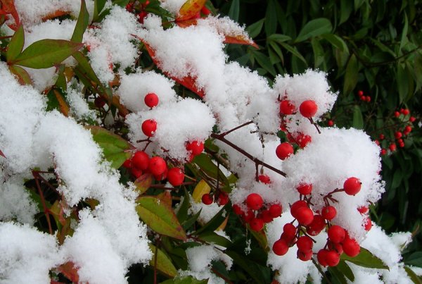 Первый снег фото