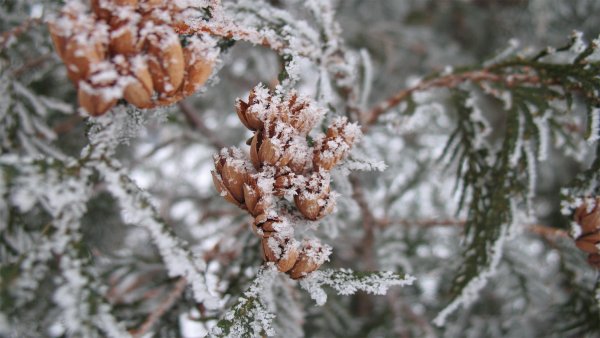 Обои на рабочий стол первый снег