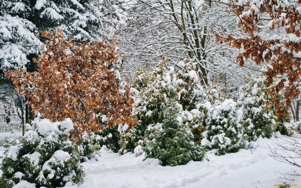 Деревья и кустарники зимой
