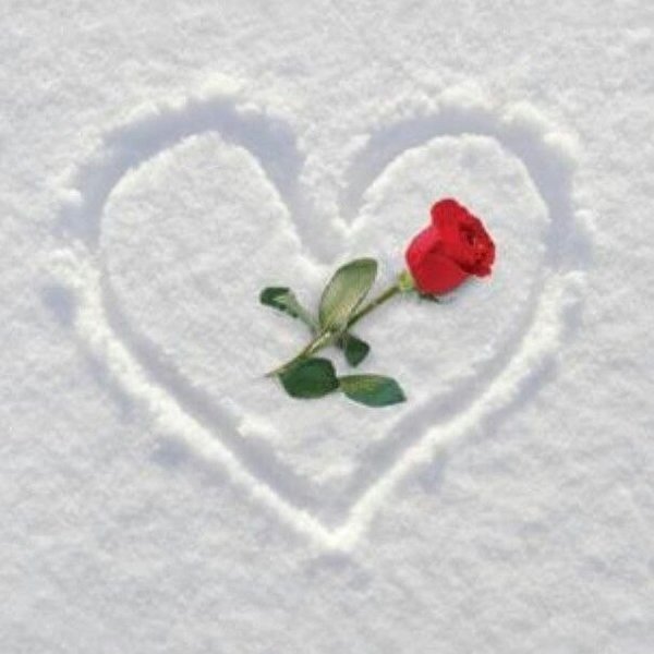 Роза на снегу в сердце