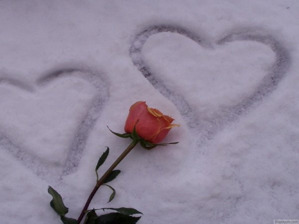 Сердце из роз на снегу