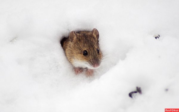 Мышь в снегу