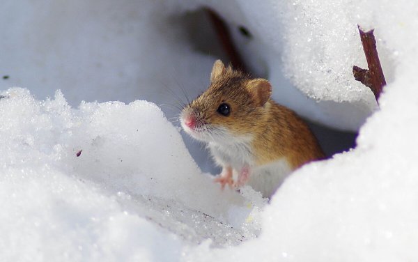 Мышка на снегу