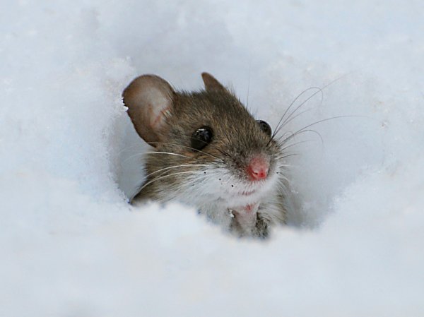Мыши зимой в лесу