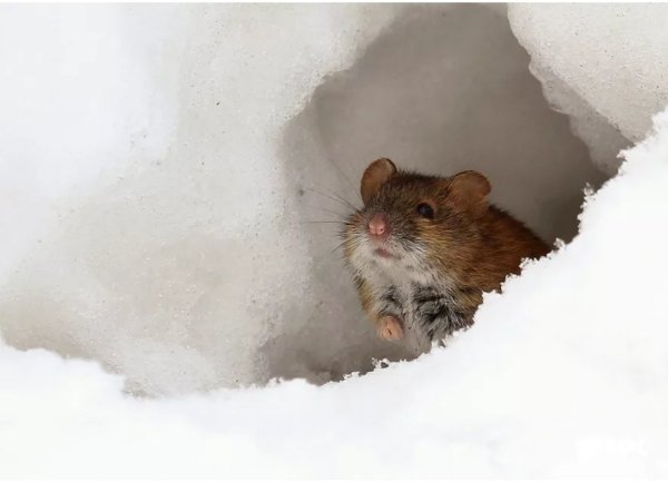 Мышь полевка зимой