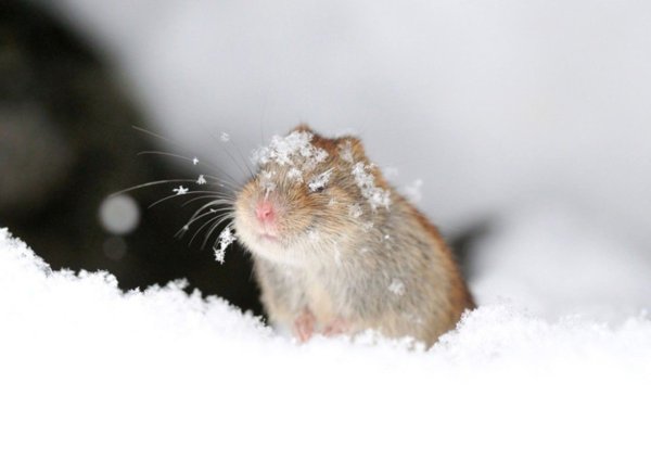 Снеговая полёвка