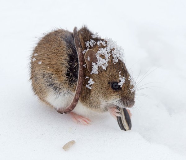 Хомяк в снегу