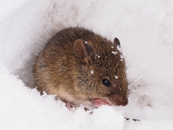 Снеговая полёвка