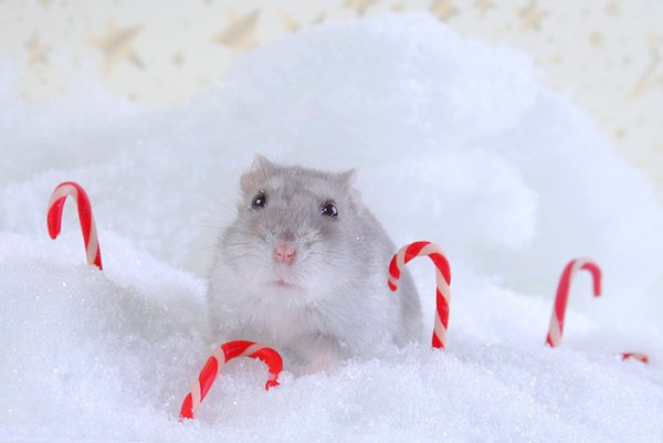 Хомяк зимой