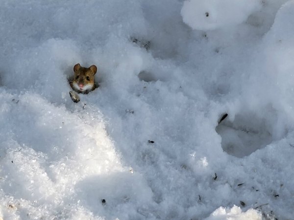 Лиса в норе зимой