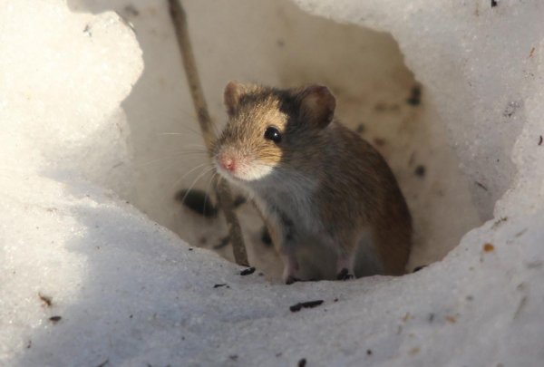 Мышь полевка зимой