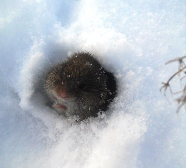 Хомяк в снегу