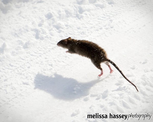 Крыса бежит