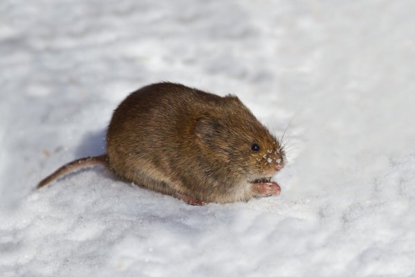 Желтобрюхие полевки