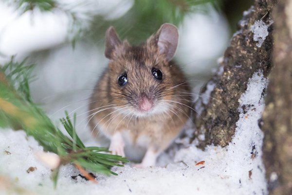 Мышь зимой