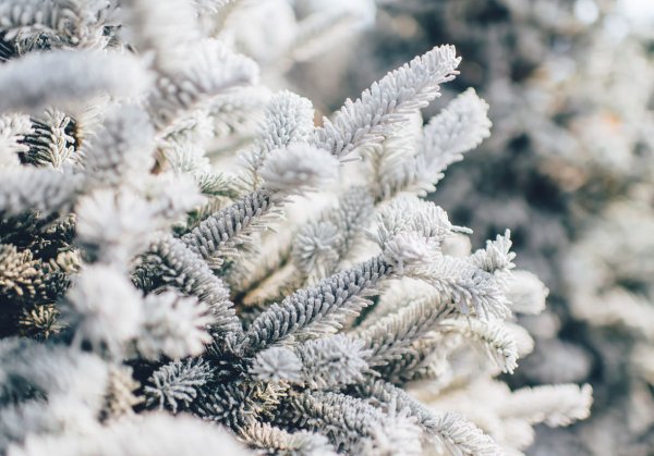 Пихта Фрости (Frosty)