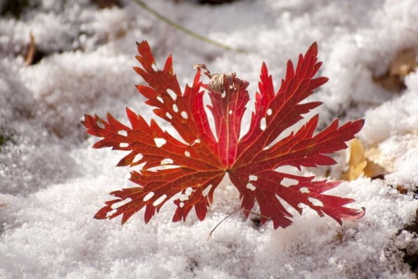 Красные листья на снегу