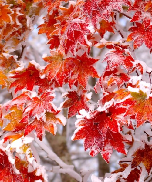 Поздняя осень