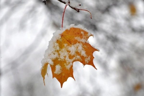 Кленовые листья в снегу