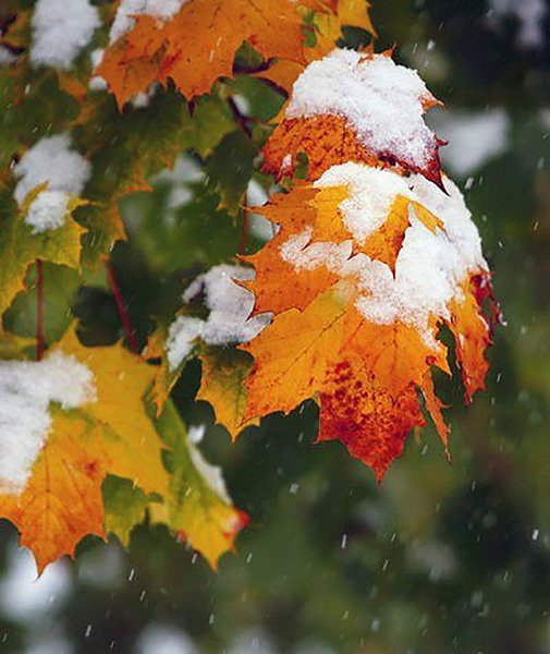 Первый снег осенью