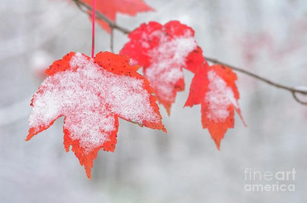 Листья в снегу