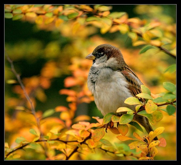 Чудесного настроения в любую погоду