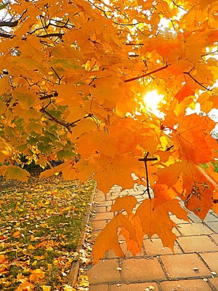 С погожим осенним деньком