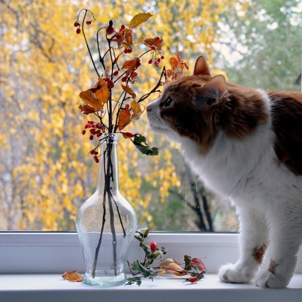 Доброе утро осеннее с животными