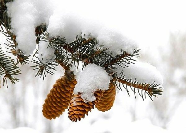 Зимние еловые ветки