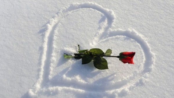 Сердце из роз на снегу