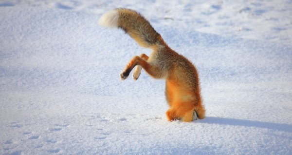 Мышкование лисы