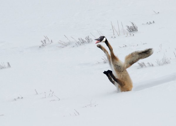 Лиса ныряет в снег
