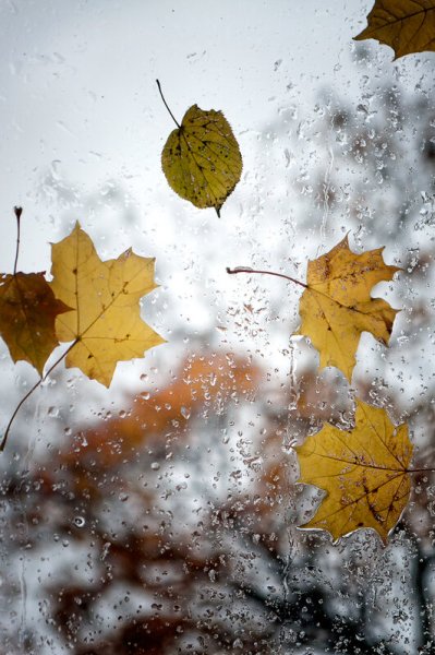 Дождливое утро осени