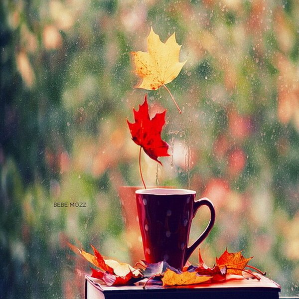 Дождливое утро осенью