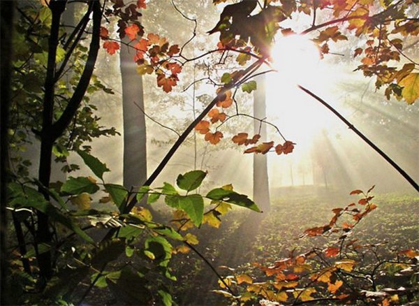 Скоро осень утро