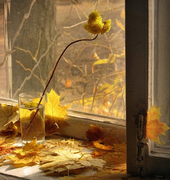 Дождливая осень за окном