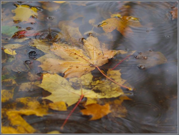 Листопад и дождь