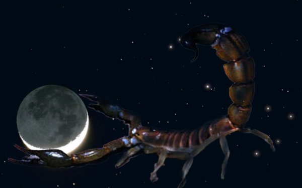 Луна в знаке скорпиона