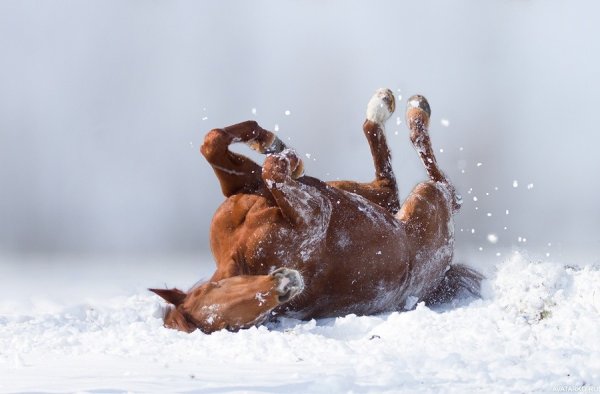 Конь в сугробе