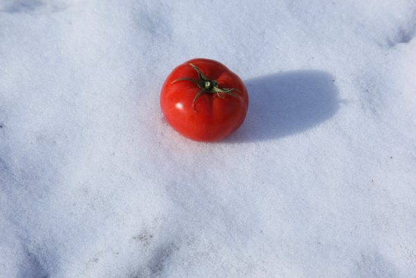 Помидоры зимой