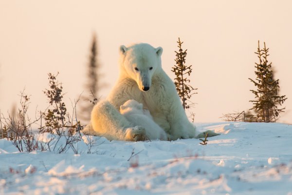 Снежный медведь