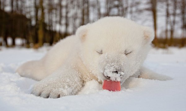 Белый Медвежонок в снегу