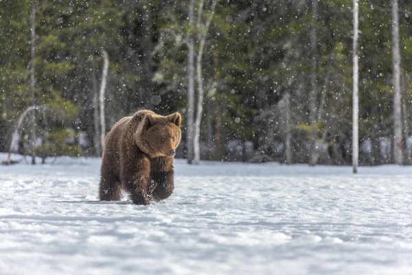 Медведь в зимнем лесу